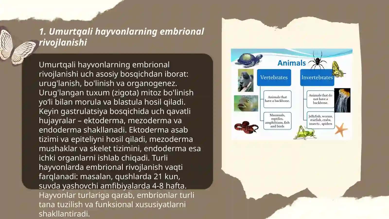 Umurtqali hayvonlarda orgonagenez 3