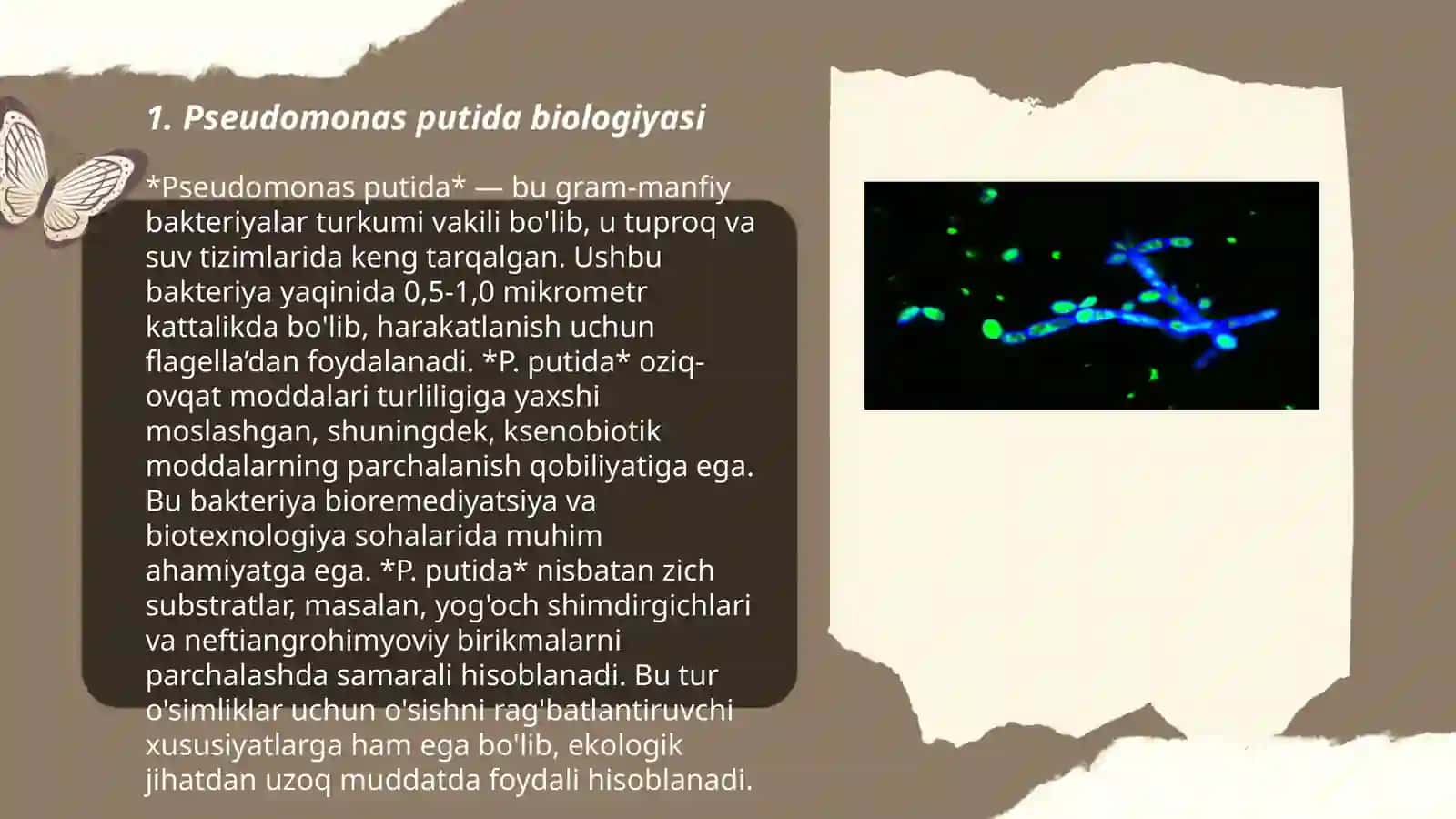 Psevdomonos putidadan toza modda sintez qilib olish 3