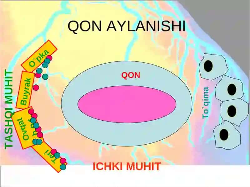 ARTERIAL QON BOSIMI 3