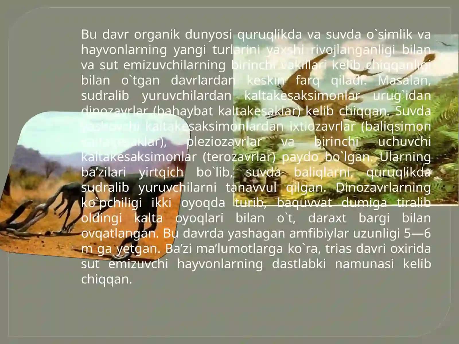 MEZAZOY ERASI 3