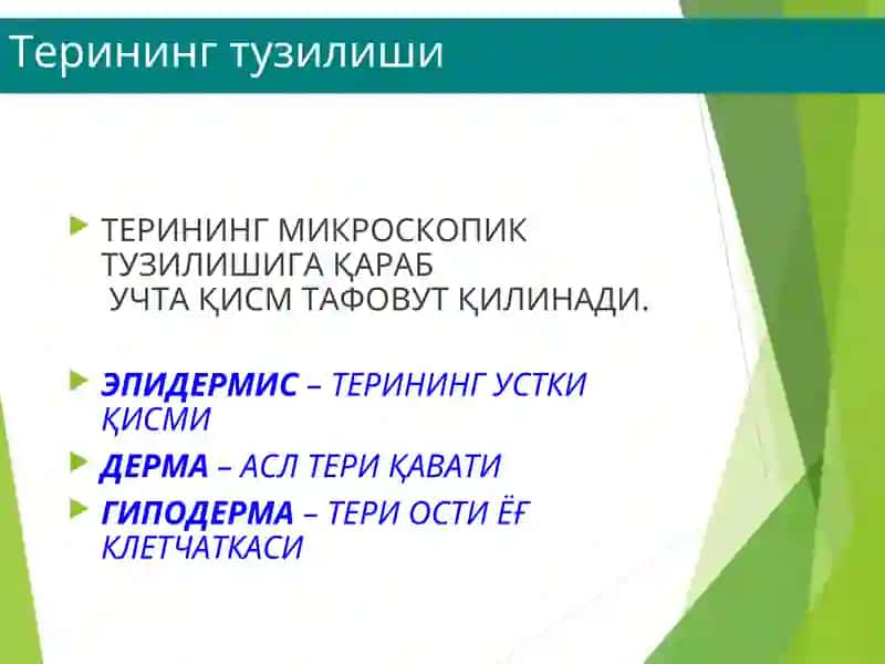 ТЕРИНИНГ ТУЗИЛИШИ, МОРФОЛОГИК ЭЛЕМЕНТЛАРИ 3