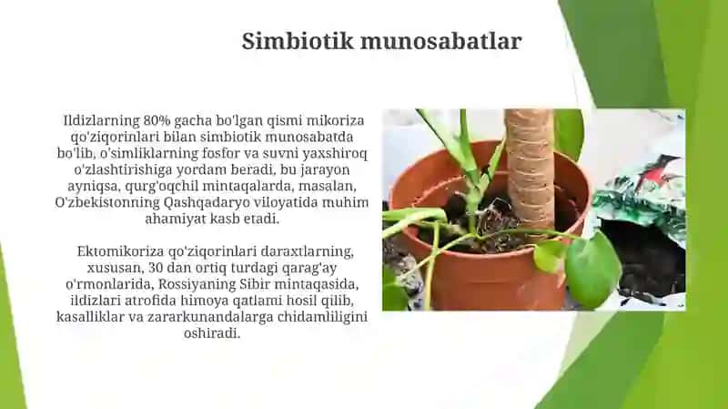 Oʻsimlik ildizlarining turlari va vazifalari 3