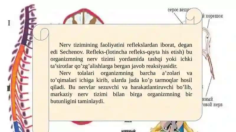 Markazi nervtizimining funksional anatomiyasi 3