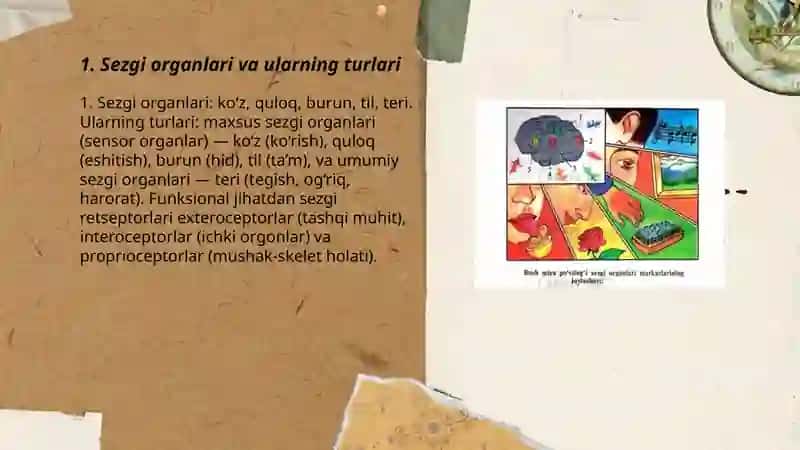 Sezgi Organlari va Ular Turlari 3