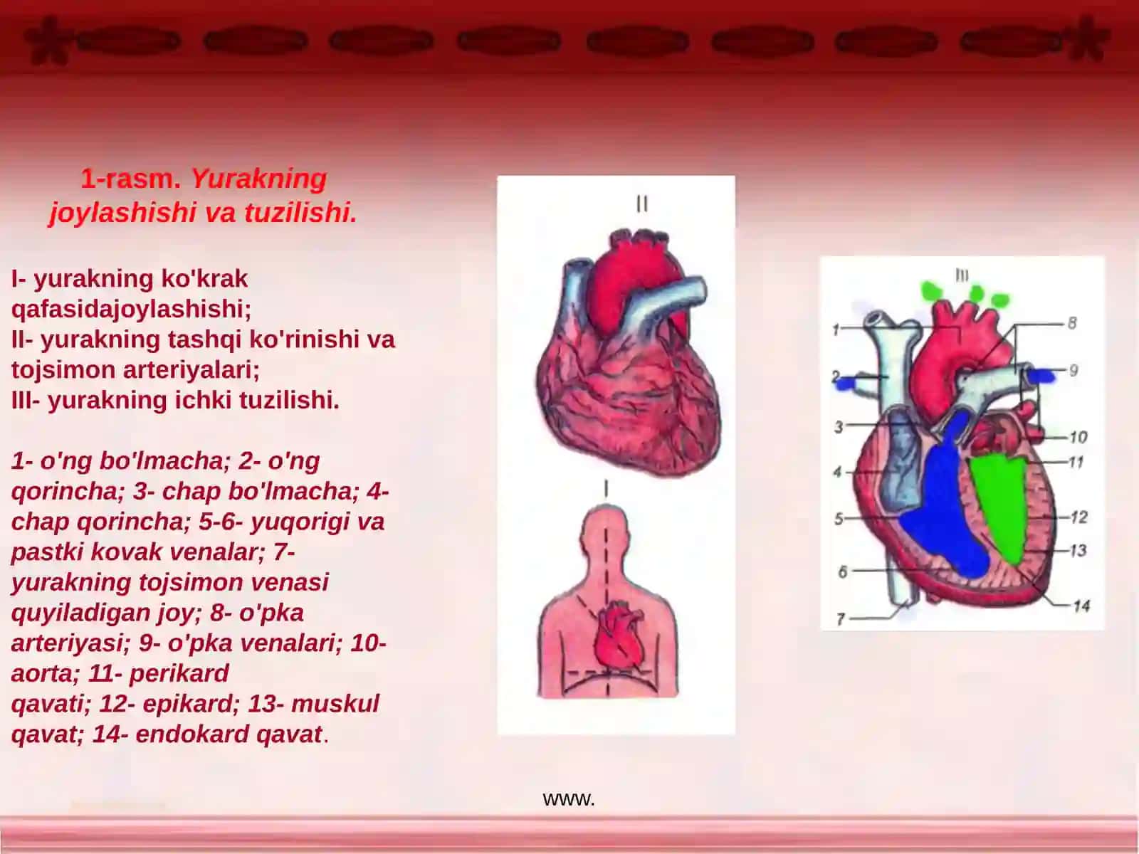 Qon aylanishsistemasi 3