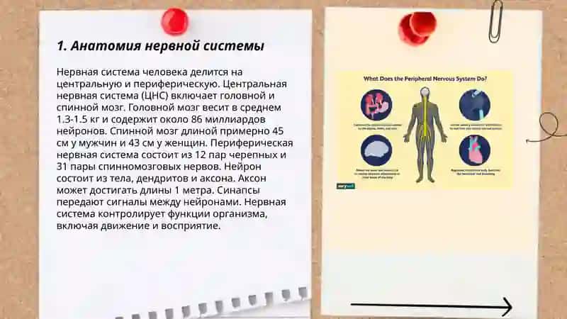 Нервная система 3