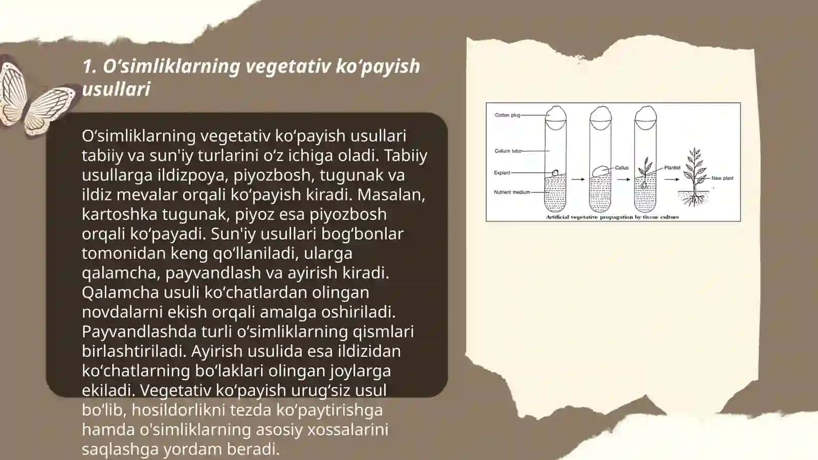 Oʻsimliklarning vegetativ koʻpayishi 3