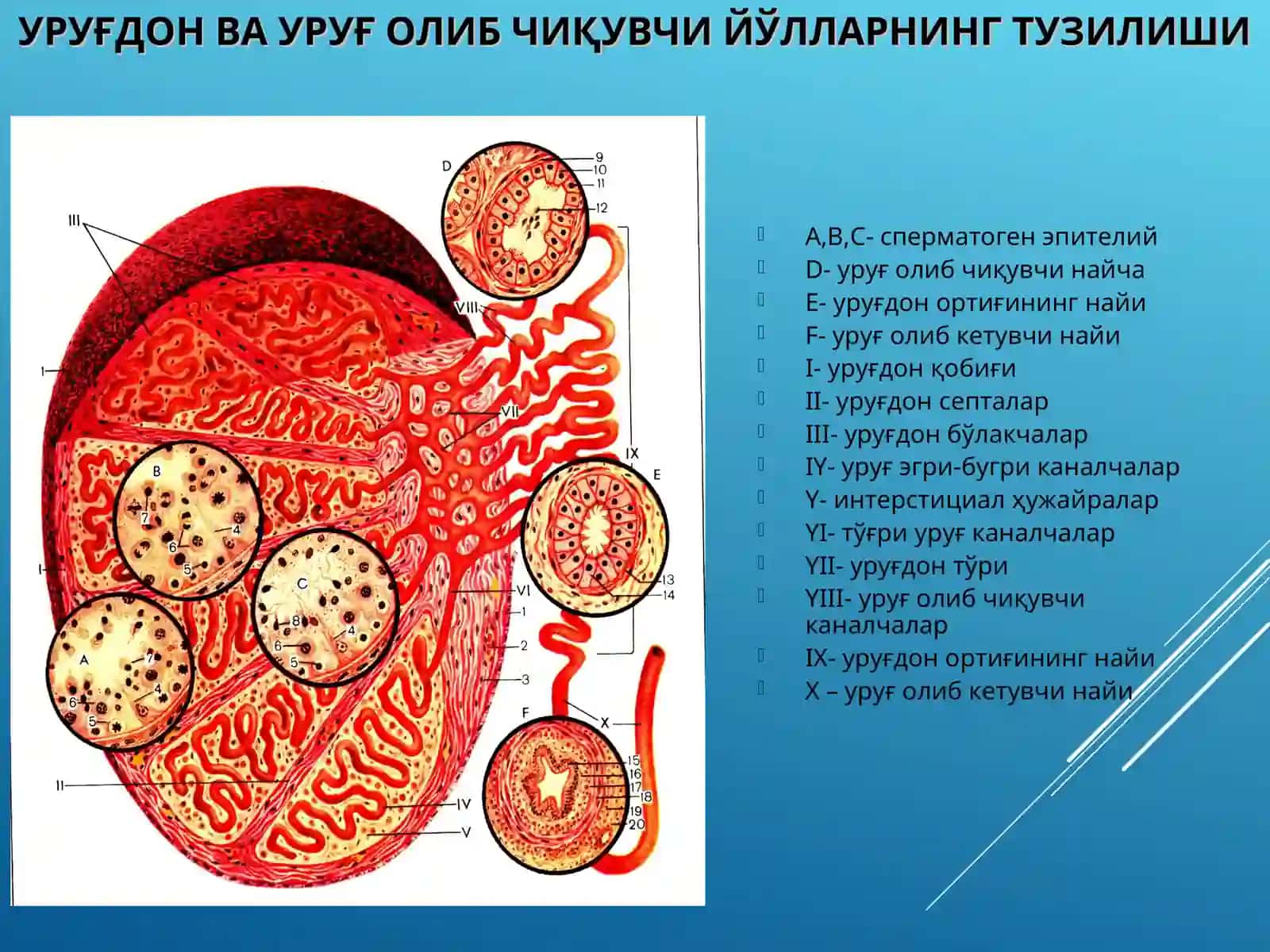 ГИСТОЛОГИЯ КАФЕДРАСИ 3