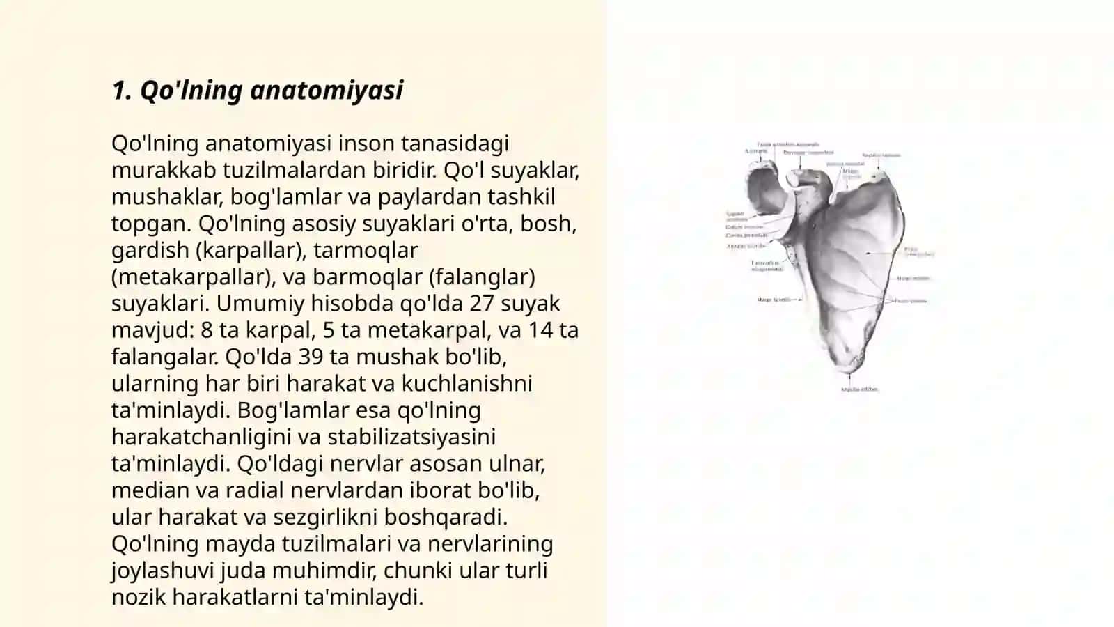 Qo’lning erkin va kamar suyaklari 3