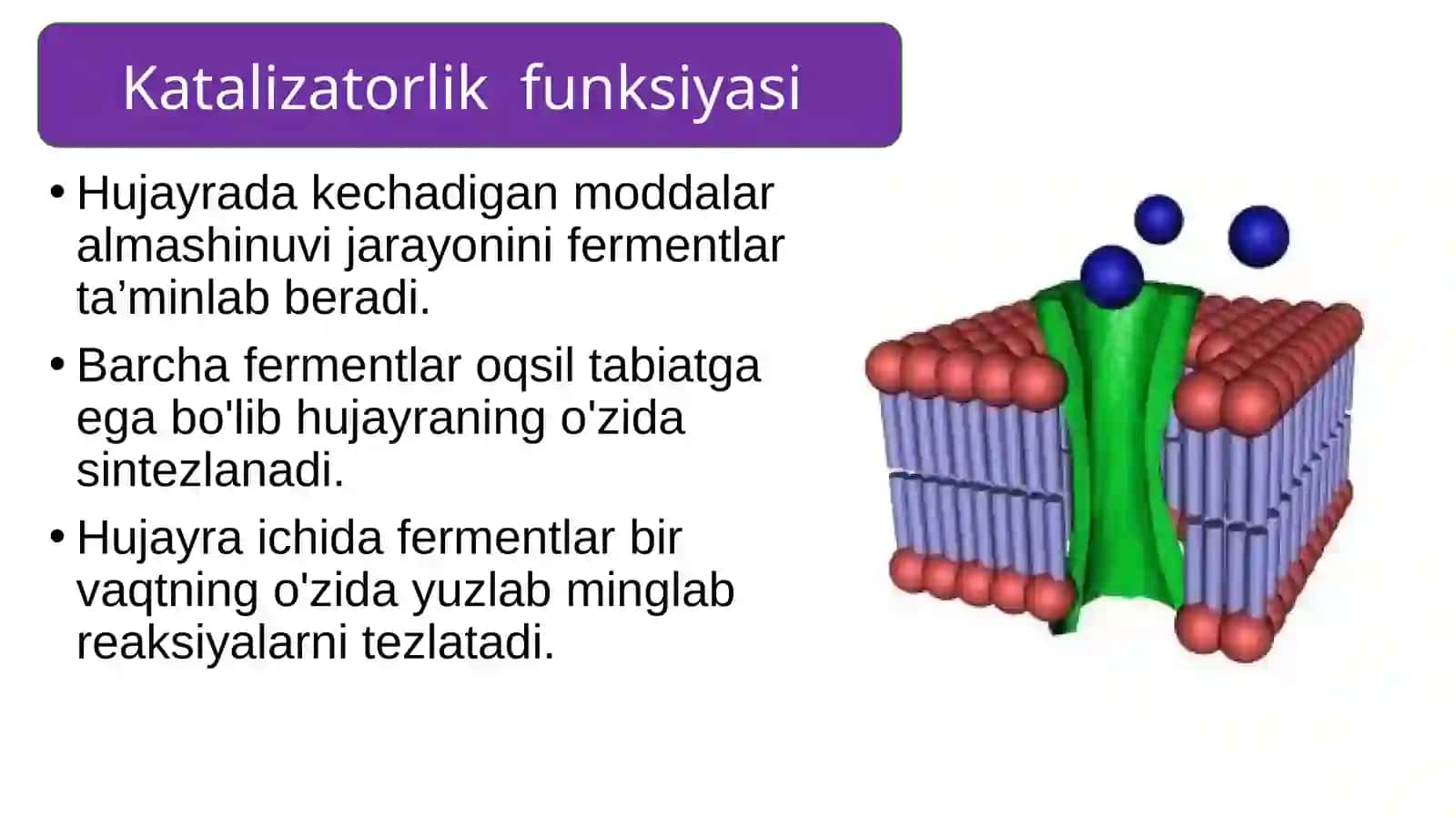 Oqsillarning funksiyasi 3