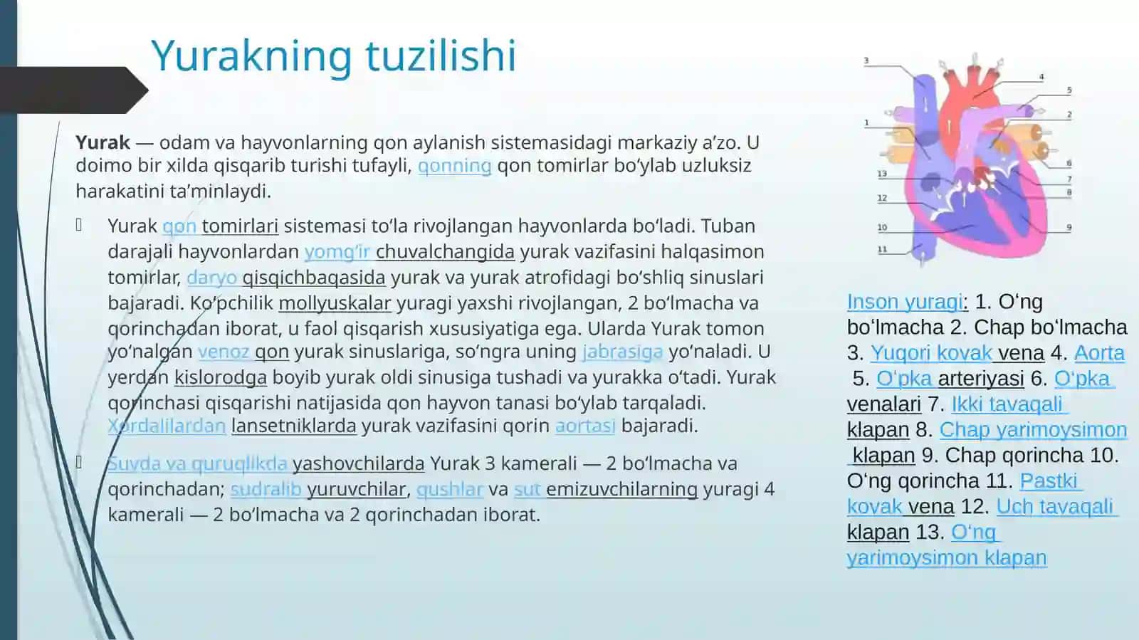 YURAKNING TUZILISHI 3