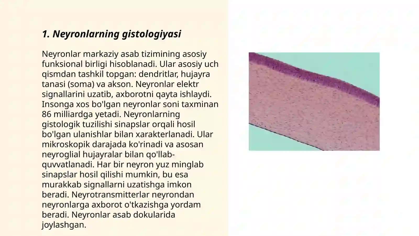 Neyronlarning gistologiyasi 3
