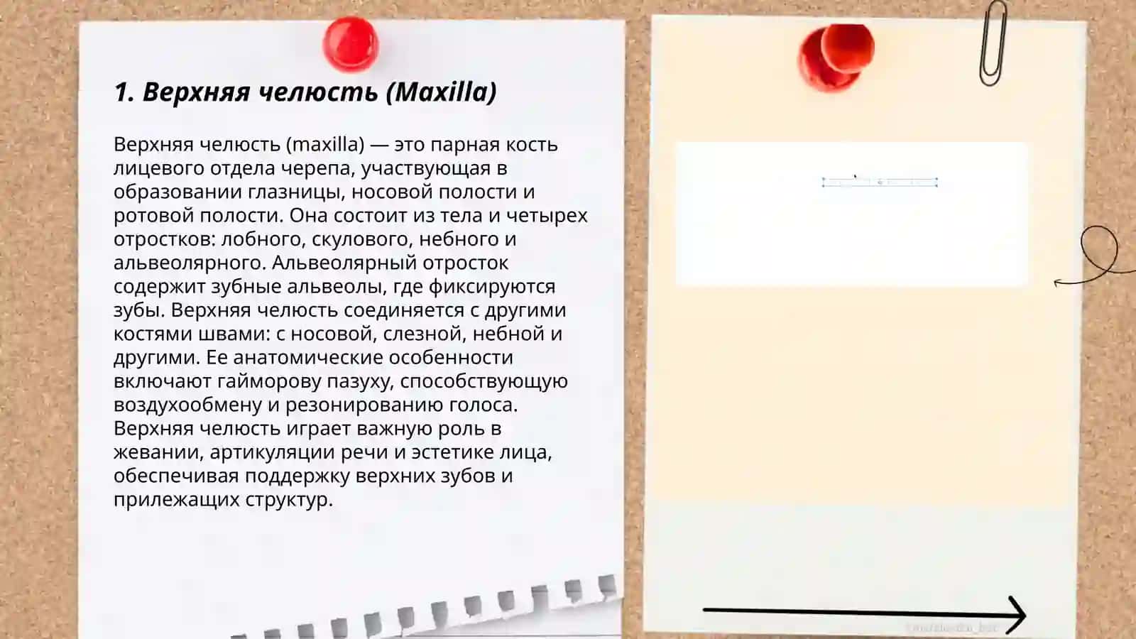 Кости лицевого черепа 3