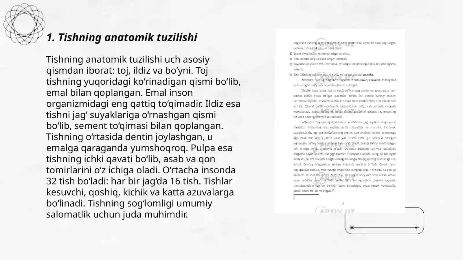 Tishlarning xususiy anatomiyasi 3