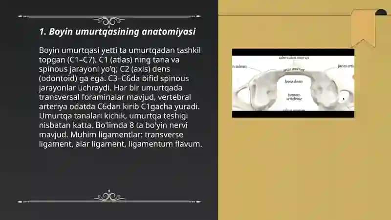 Boyin umurtqasi 3