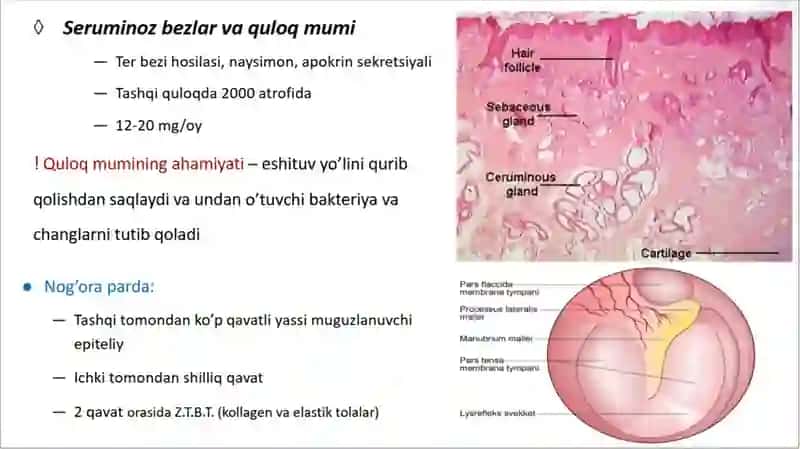 Sezgi organlari:eshituv organi gistologiyasi 3