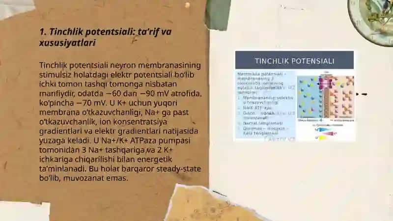 Tinchlik va harakat potensiali 3
