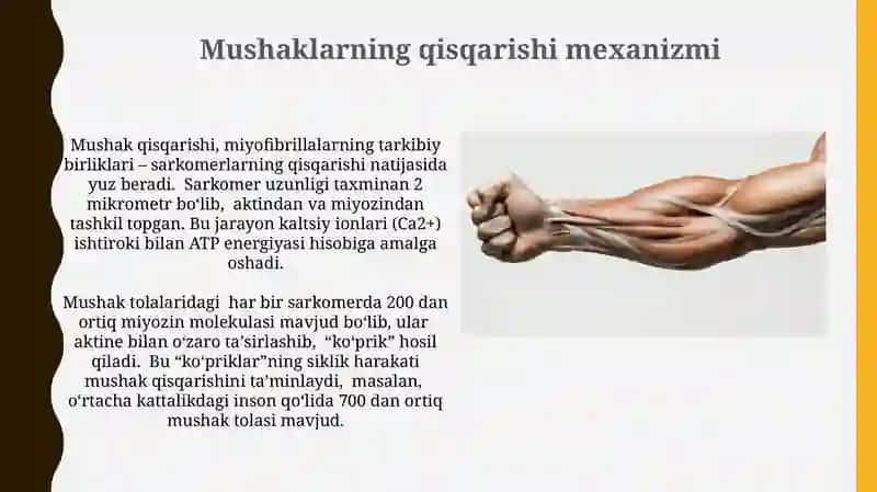 Muskullar haqida umumiy tushuncha 3