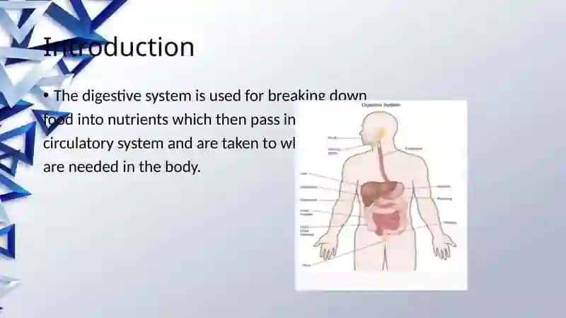 The digestive system and process of digestion and absorption 3