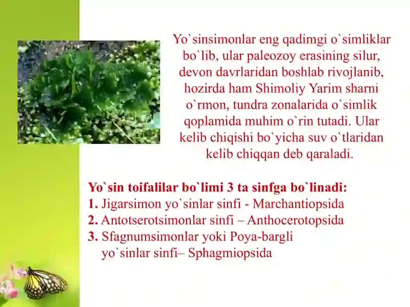 Yo`sin toifa o`simliklar sinfi 3