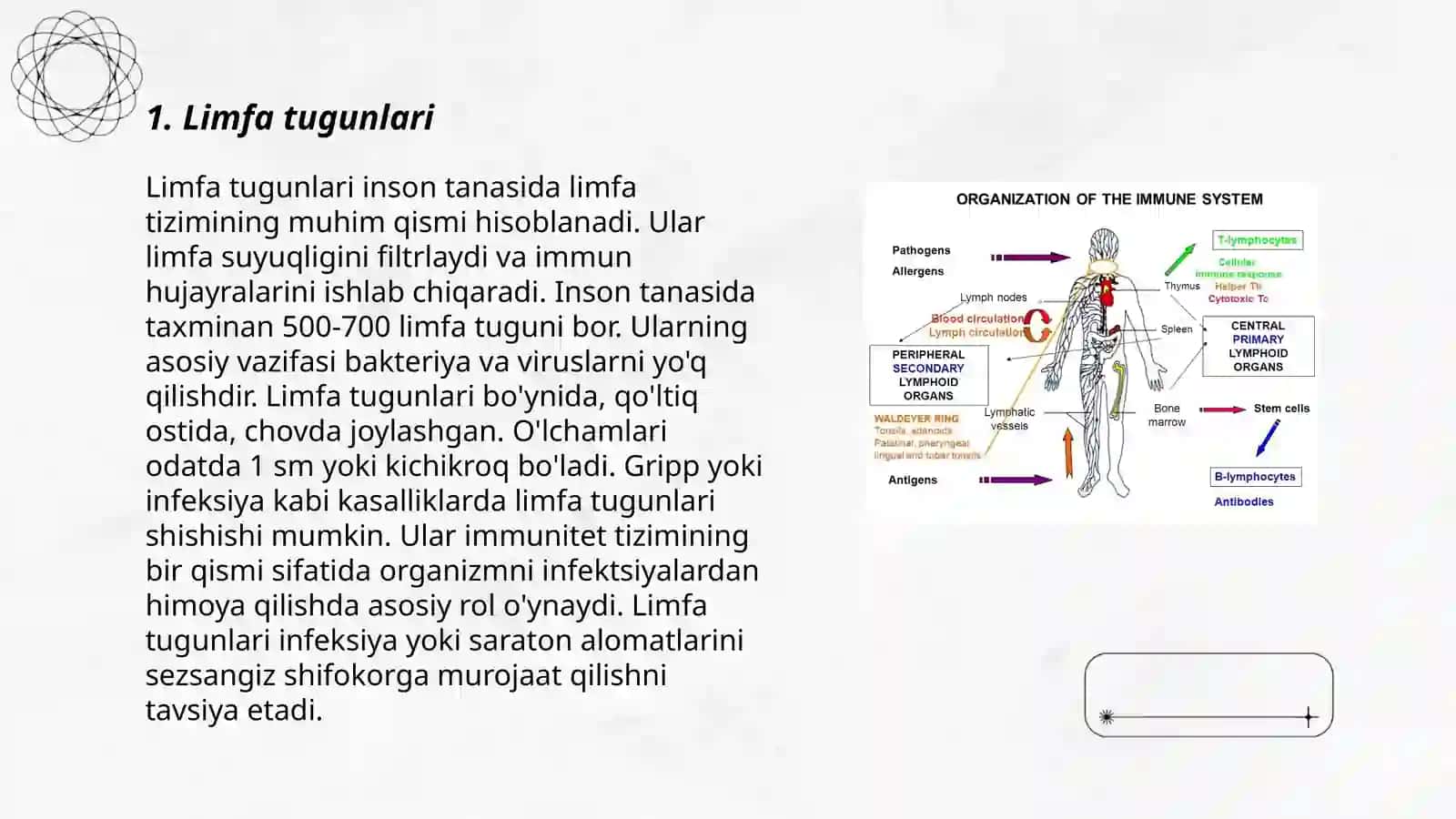 Immun tizimining periferik organlari 3