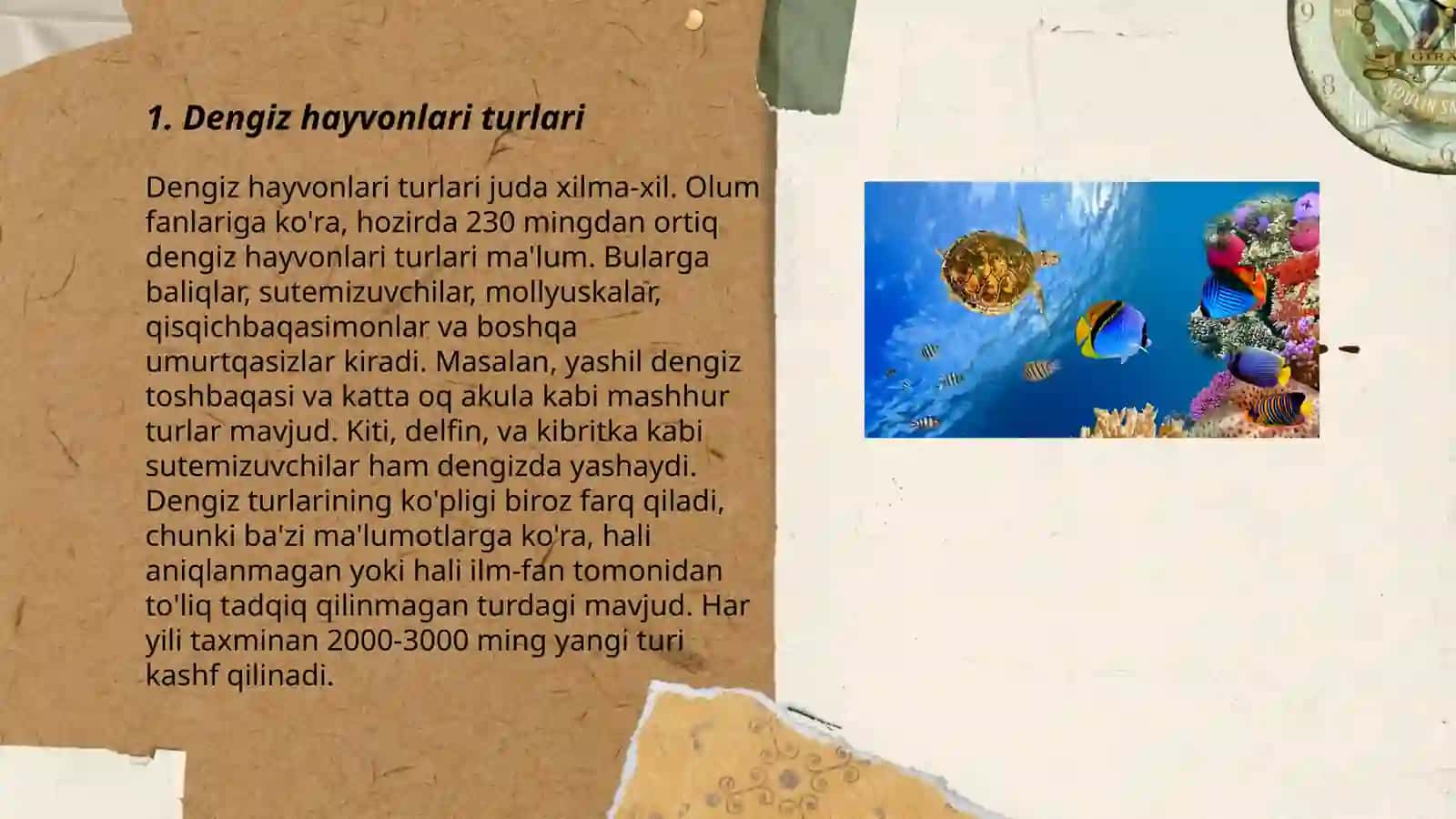 Dengiz hayvonlari 3