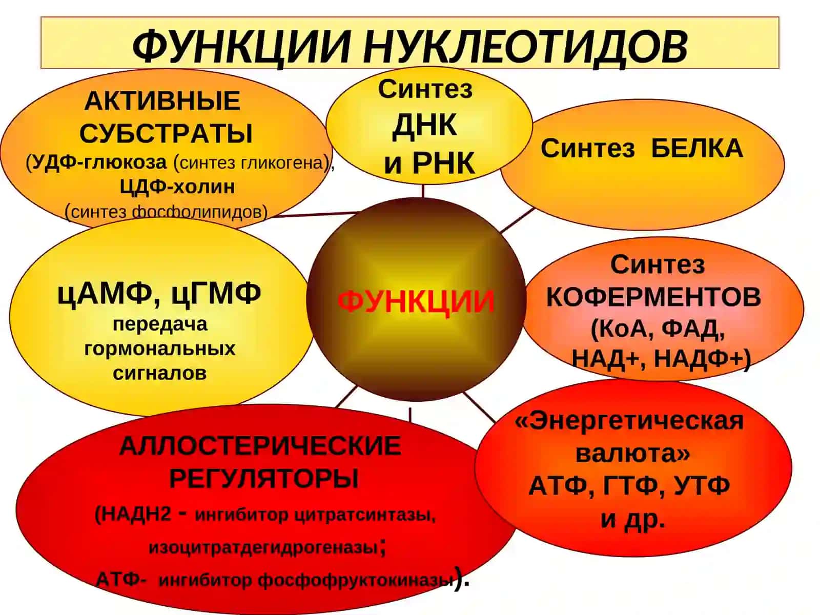 ОБМЕН НУКЛЕОТИДОВ 3