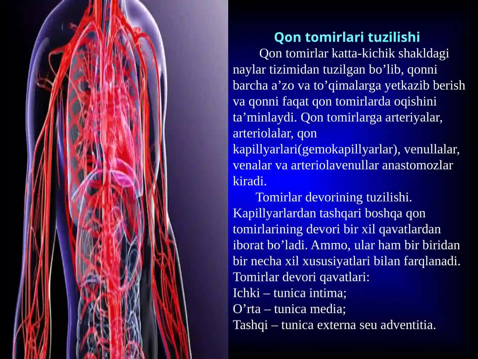 Qon tomirlari tuzilishi va limfa tizimi 3