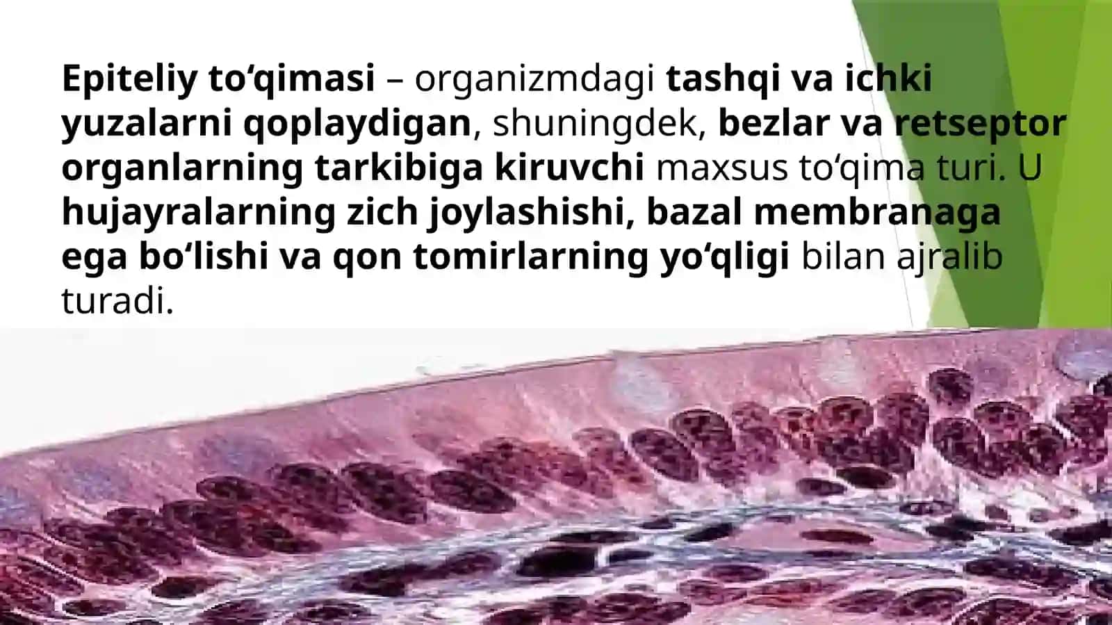Gistologiyafanidantayyorlagantaqdimoti 3