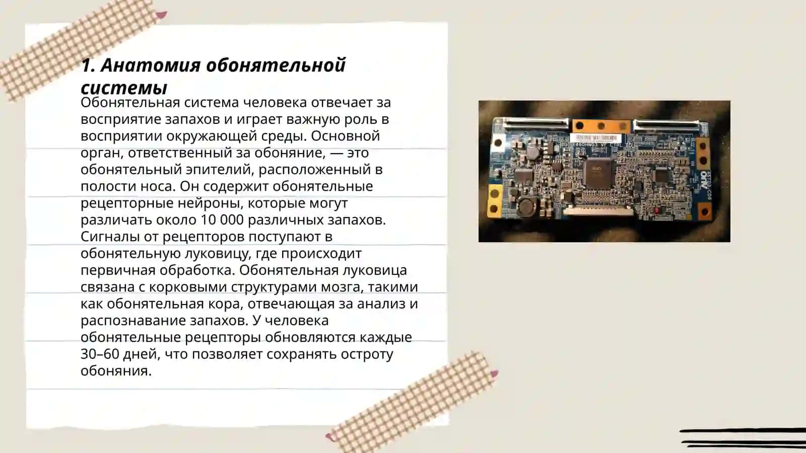 Анатомия обонятельной системы 3
