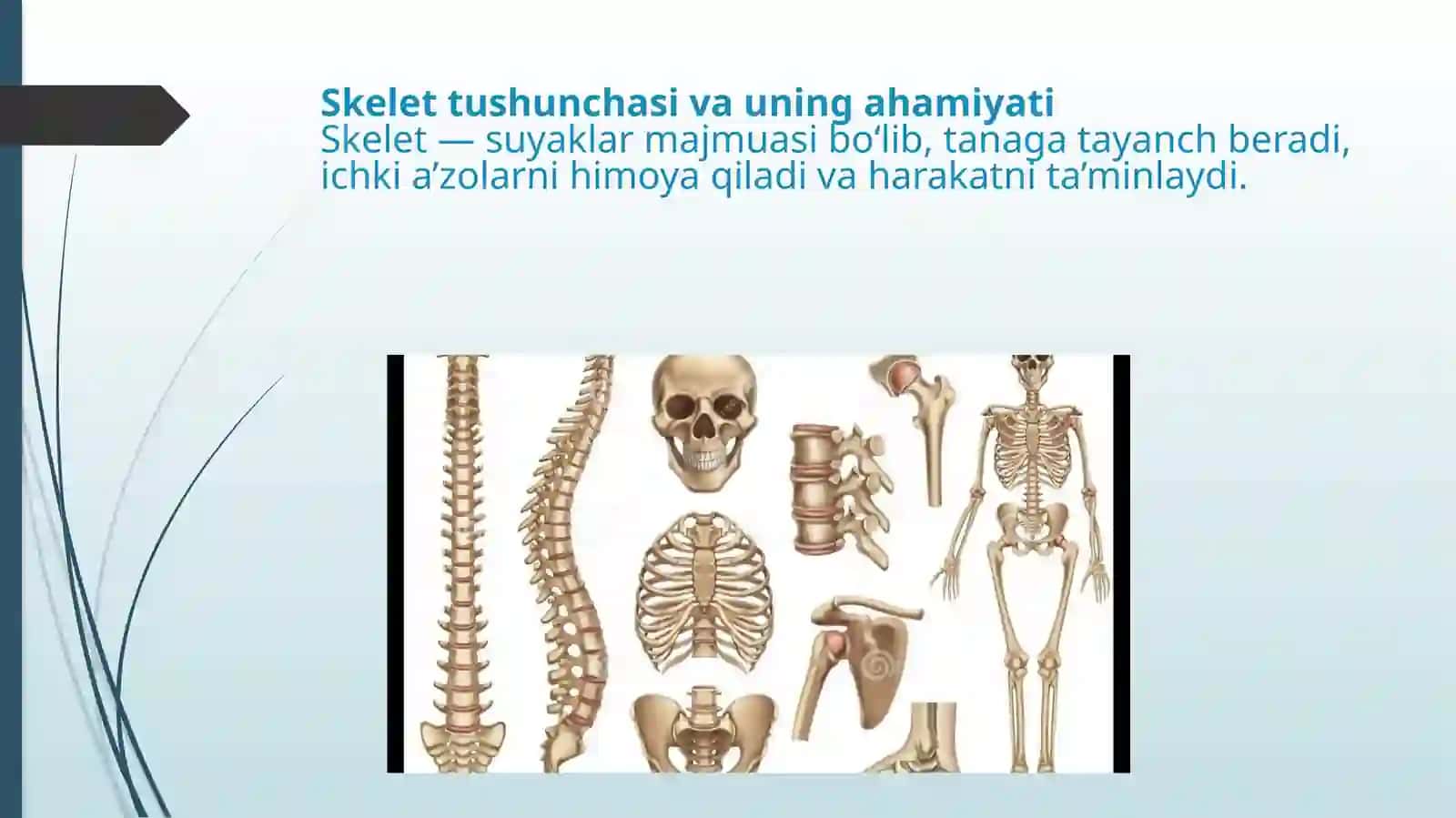 BASKETBOL TA’LIM YO’NALISHI 1-KURS 1325-GURUH TALABASIVOHIDOVA KAMOLANING “ANATOMIYA”FANIDAN TAQDIMOT SLAYDI 3