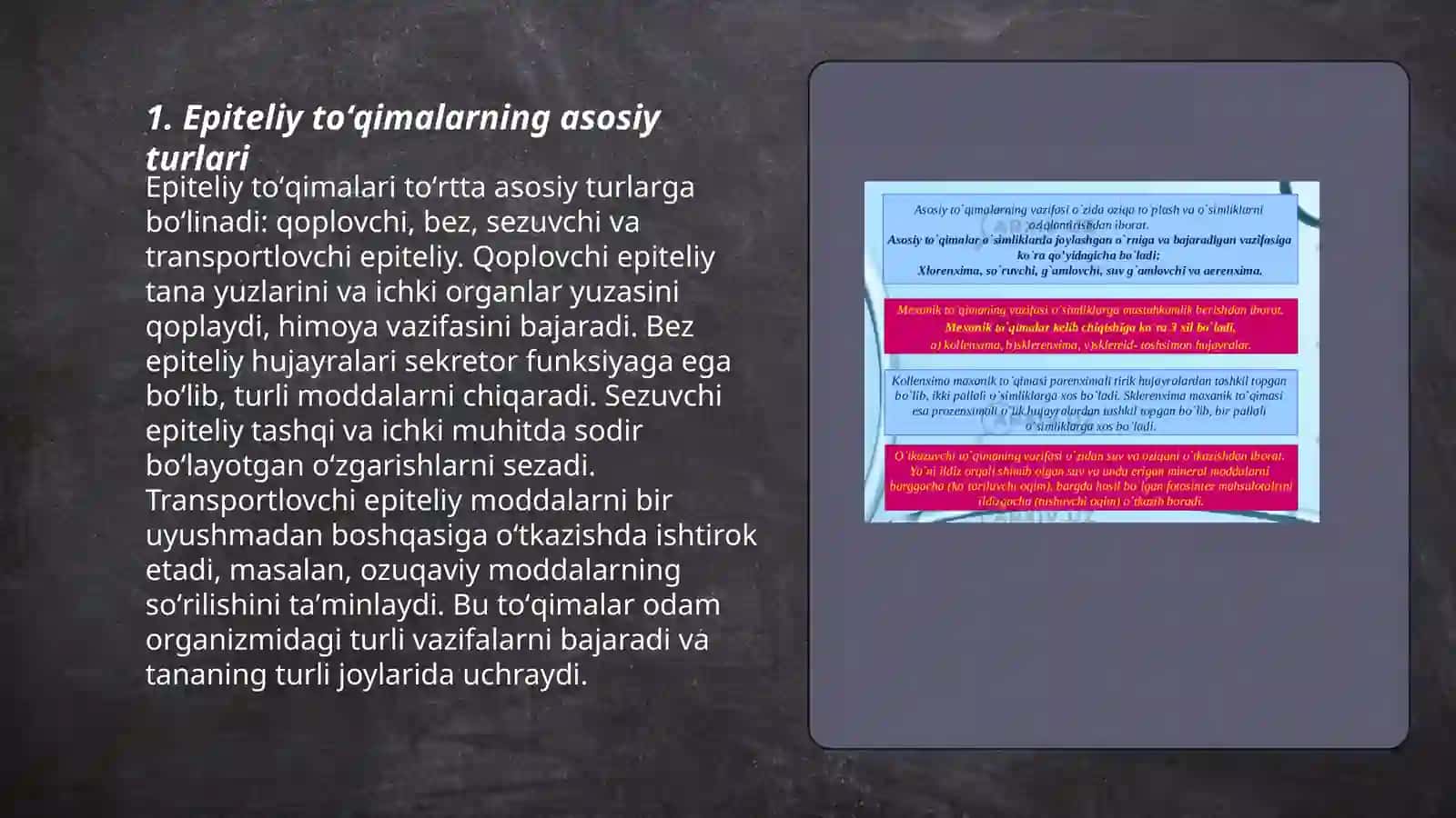 Epiteliy toʻqimalarning tuzilishi 3