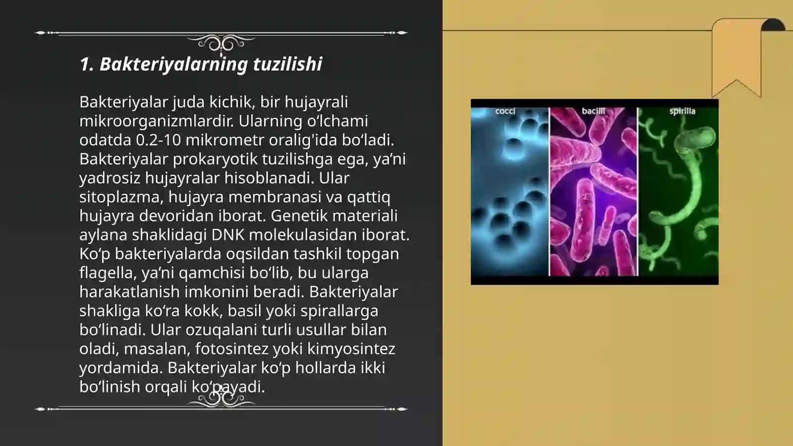 Bakteriyalar,viruslar, zamburugʻlar 3