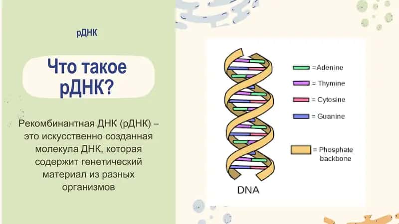 Презентация на тему: Рекомбинантная ДНК 3
