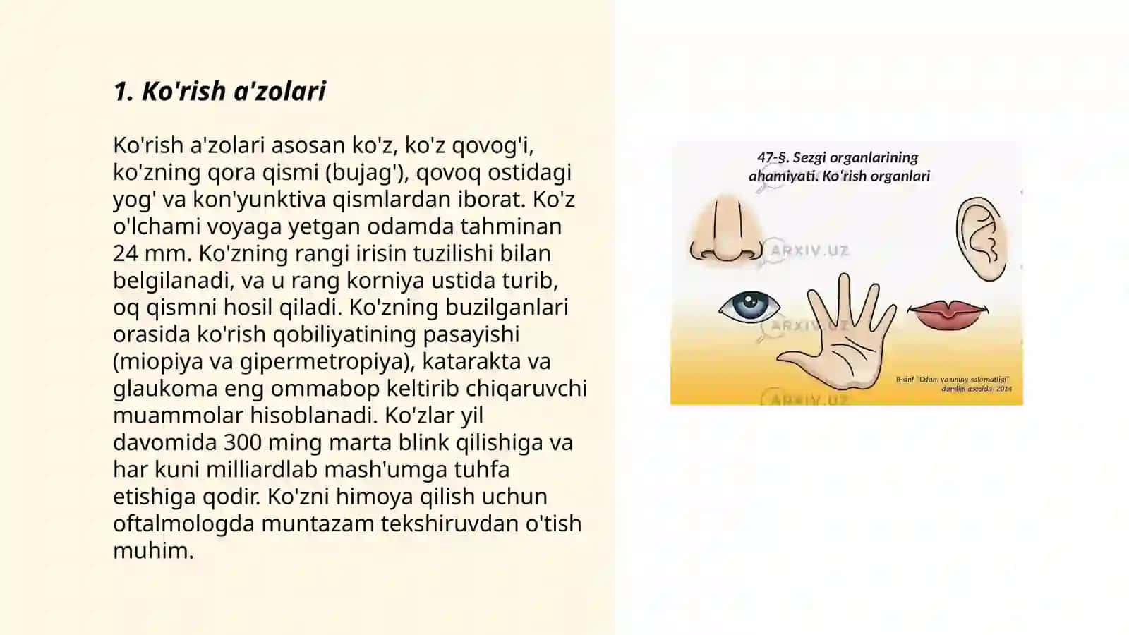 Sezgi a’zolari 3