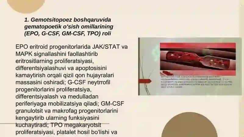 Gemotsitopoez jarayoninig boshqariluvi 3