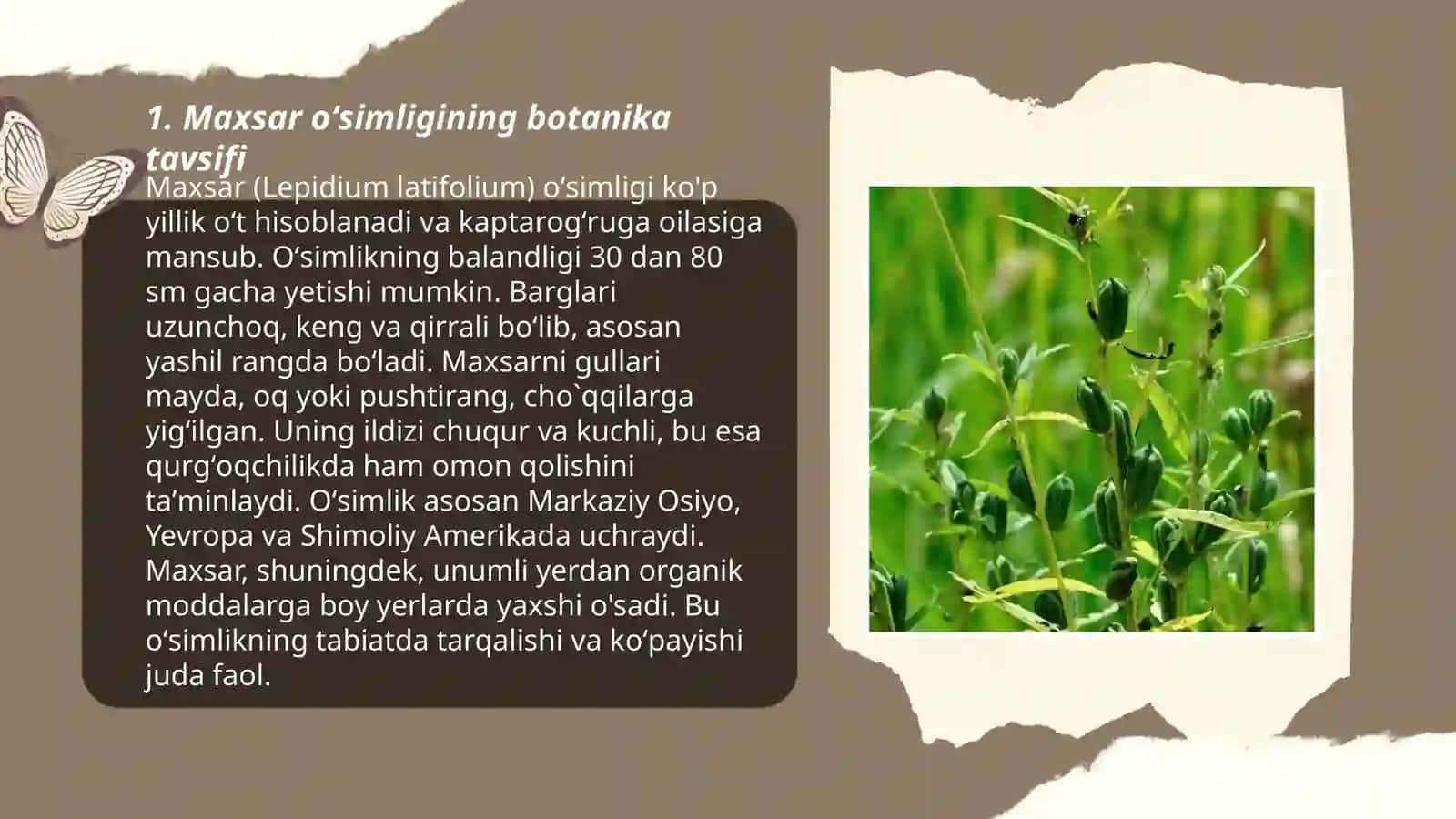 Maxsar oʻsimligi 3