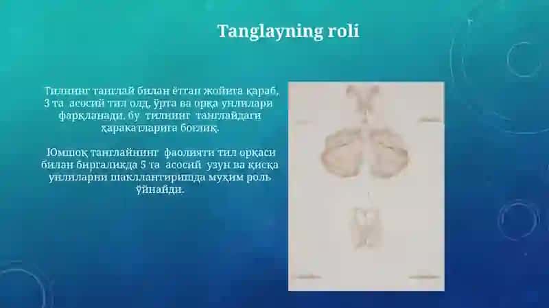 Inson nutq organlari markaziy va periferik qismlari 3