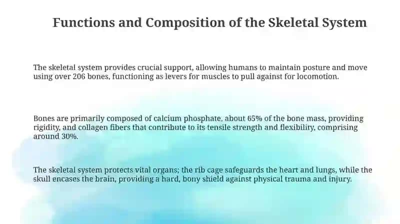 The skeletal system of human being 3