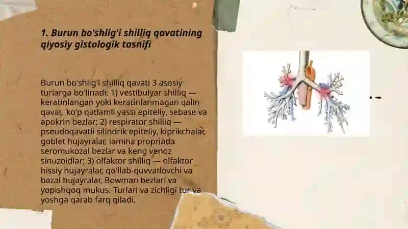 Nafas olish tizimi a'zolarining qiyosiy gistologik tasnifi 3