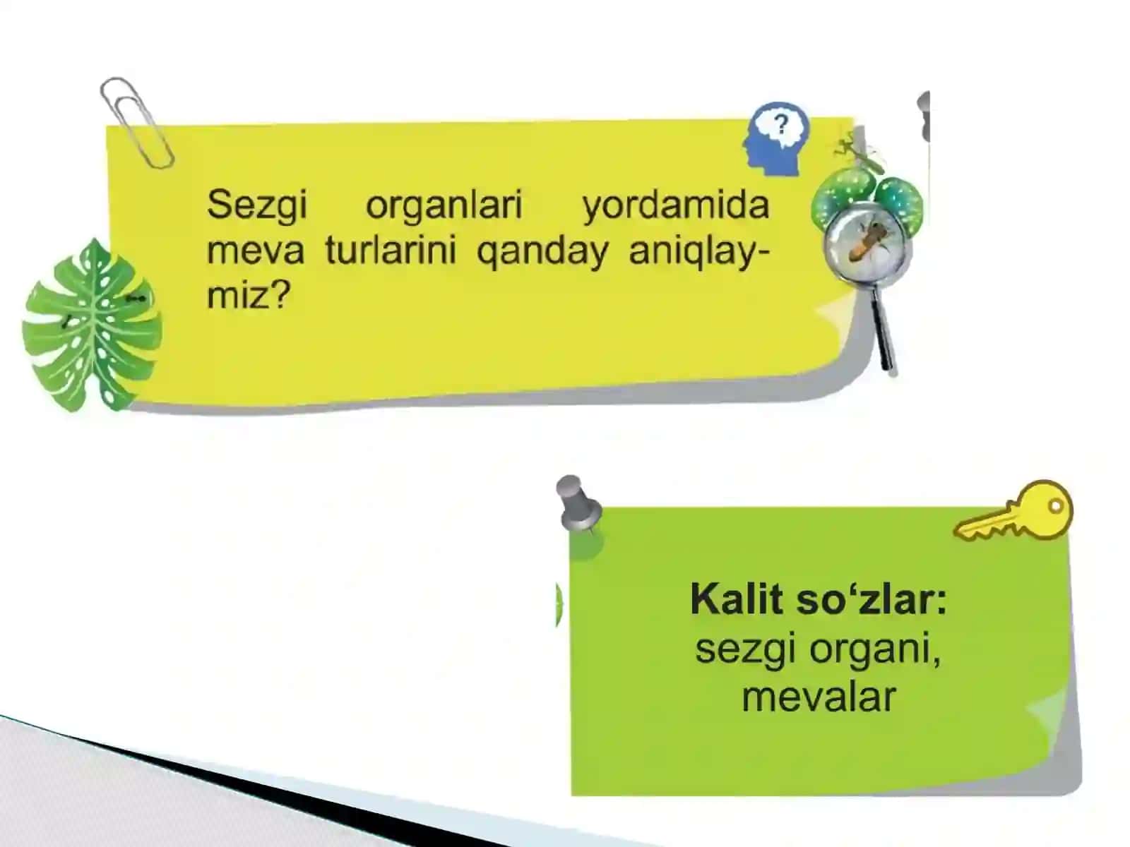 Sezgi Organlari Yordamida Mevalarni O'rganamiz 3