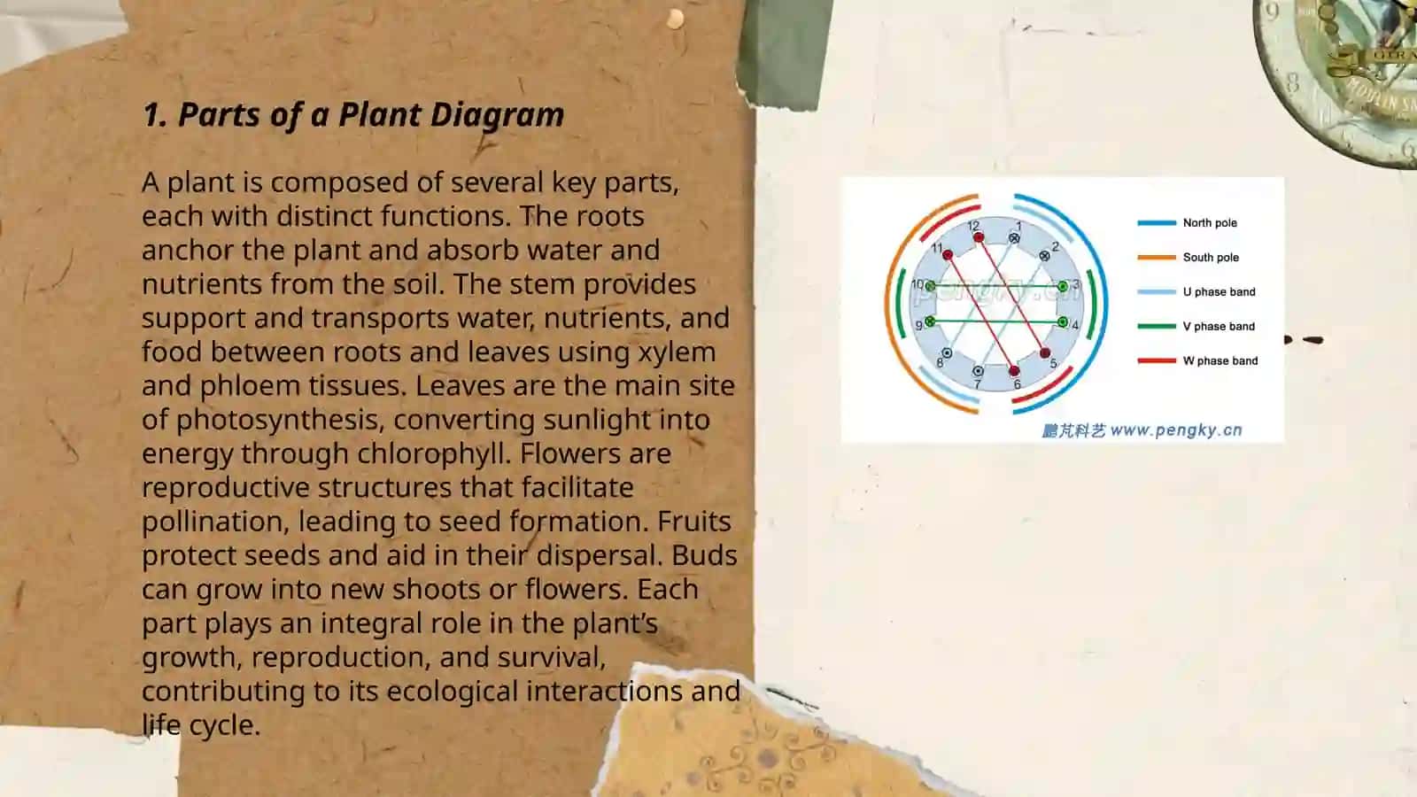 Parts of a Plant Diagram 3