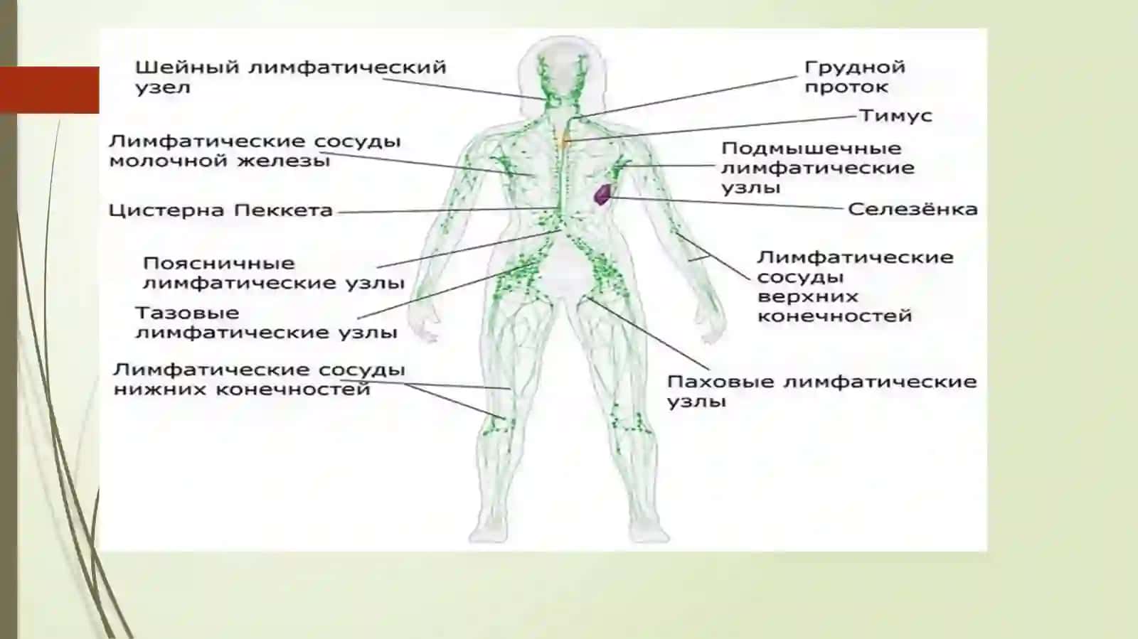 Limfatizimi.Limfatomirlari,limfatugunlari 3