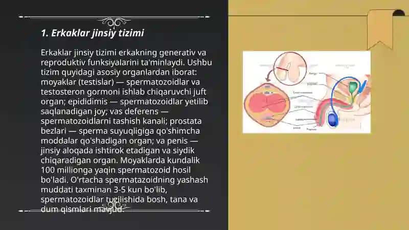 Erkaklar jinsiy yo’llari gistalogiyasi 3