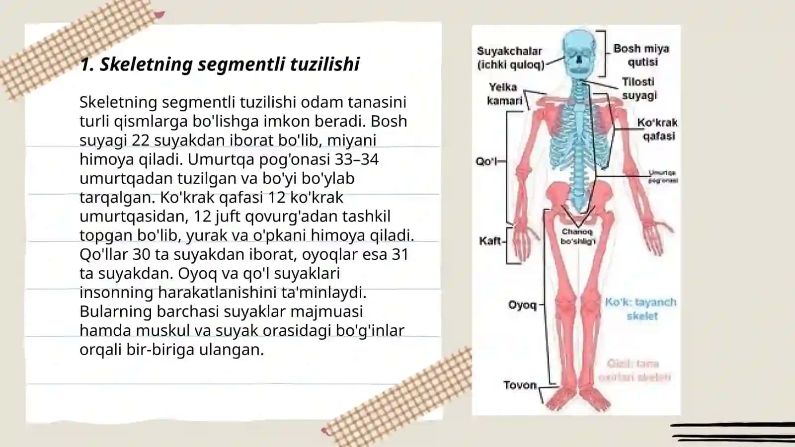 Skeletni segmentli tuzilishi 3
