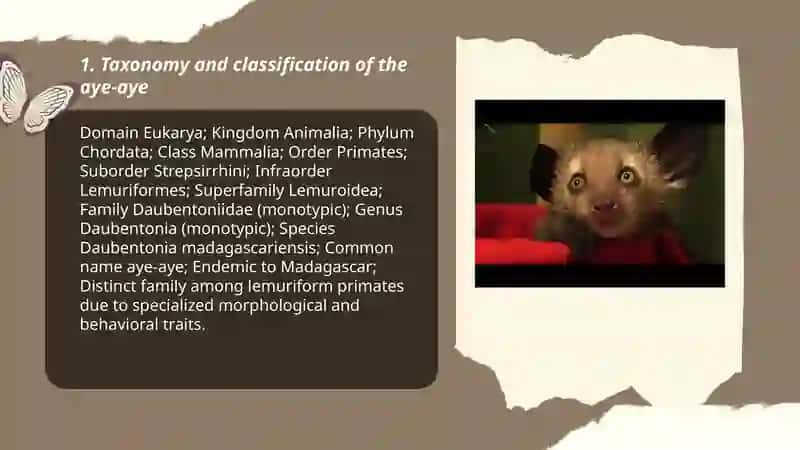 The strange animal "Aye-Aye" 3