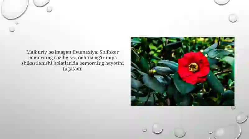 Evtanaziya turlari 3