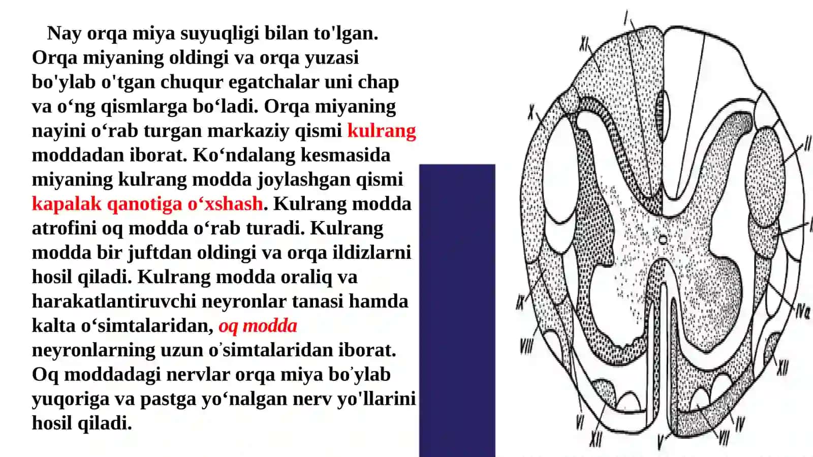 Orqamiyaningtuzilishivafunksiyasi 3