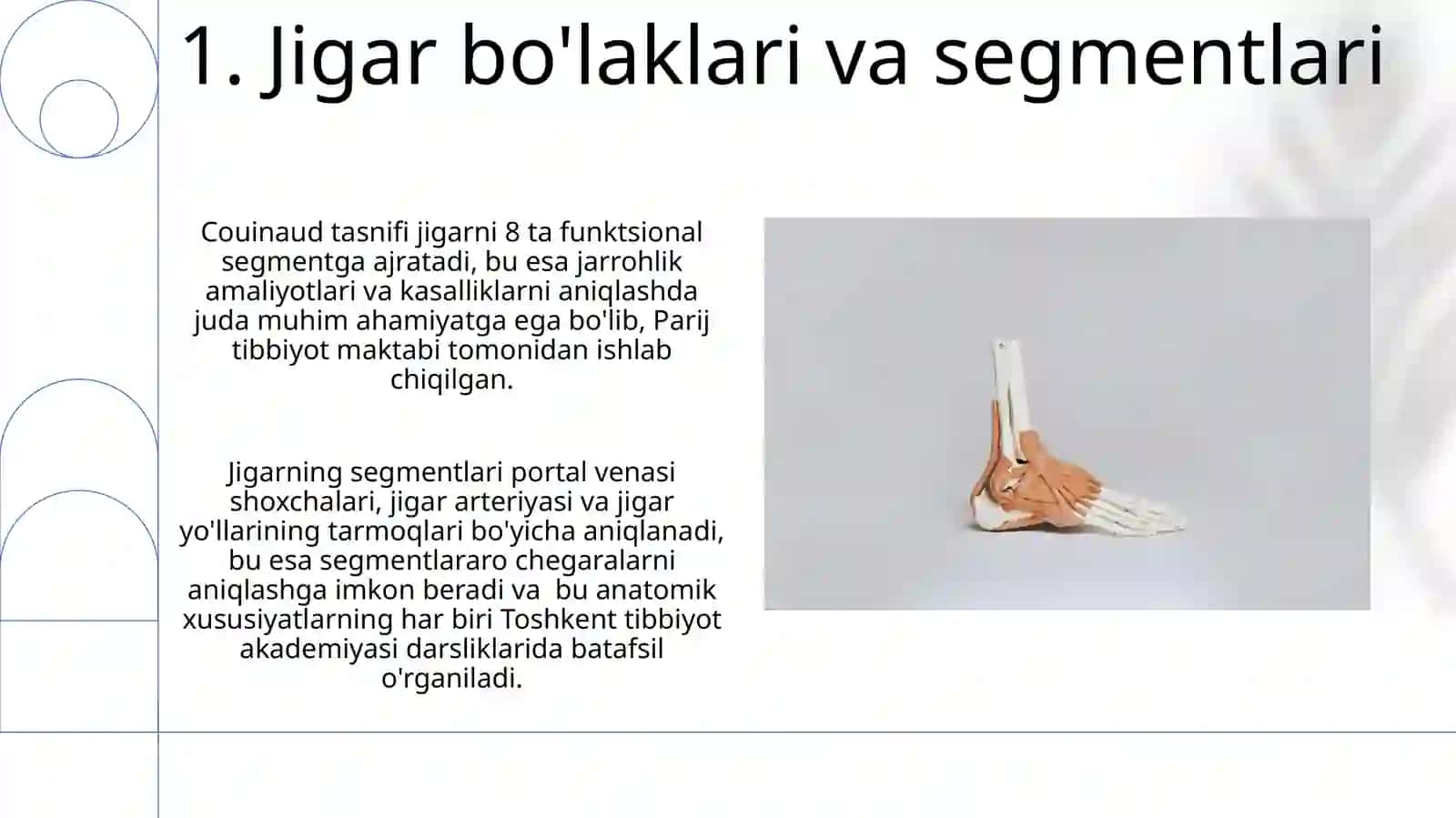 Jigar va oshqozon anatomiyasi 3