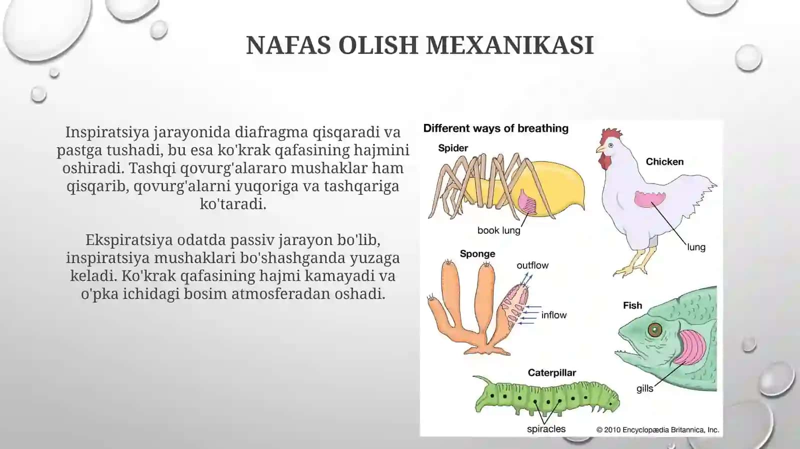 Nafas olish va fizialogiyasi 3